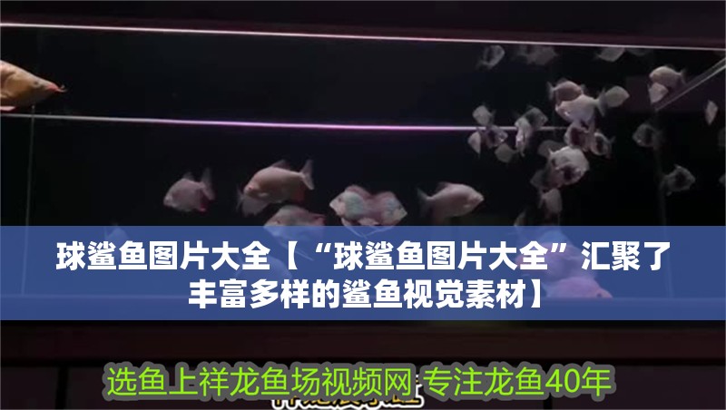 球鯊魚圖片大全【“球鯊魚圖片大全”匯聚了豐富多樣的鯊魚視覺素材】