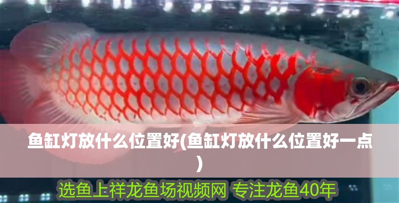 魚缸燈放什么位置好(魚缸燈放什么位置好一點) 魚缸燈放什么位置好(魚缸燈放什么位置好一點) 魚缸百科