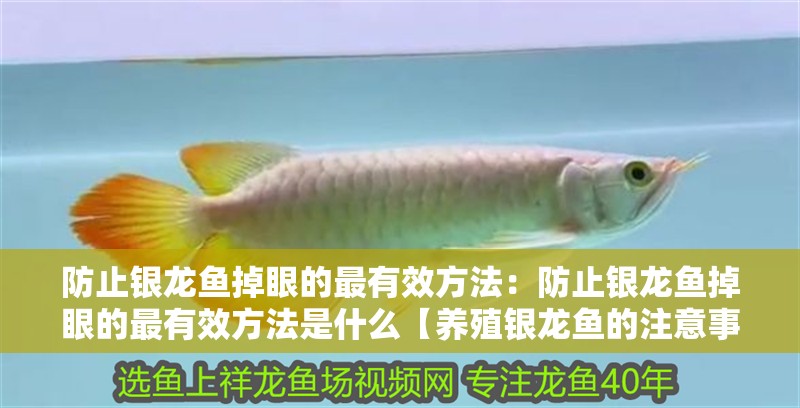 防止銀龍魚掉眼的最有效方法：防止銀龍魚掉眼的最有效方法是什么【養殖銀龍魚的注意事項】