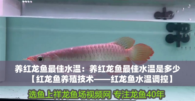 養紅龍魚最佳水溫：養紅龍魚最佳水溫是多少【紅龍魚養殖技術——紅龍魚水溫調控】