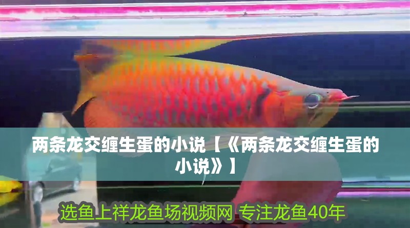 兩條龍交纏生蛋的小說【《兩條龍交纏生蛋的小說》】