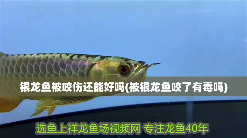 銀龍魚(yú)被咬傷還能好嗎(被銀龍魚(yú)咬了有毒嗎)