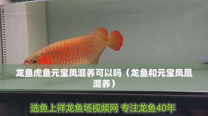 龍魚虎魚元寶鳳混養可以嗎（龍魚和元寶鳳凰混養）