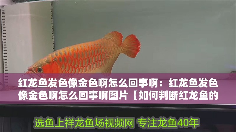 紅龍魚發(fā)色像金色啊怎么回事?。杭t龍魚發(fā)色像金色啊怎么回事啊圖片【如何判斷紅龍魚的金色】 紅龍魚發(fā)色像金色啊怎么回事?。杭t龍魚發(fā)色像金色啊怎么回事啊圖片【如何判斷紅龍魚的金色】 水族問(wèn)答