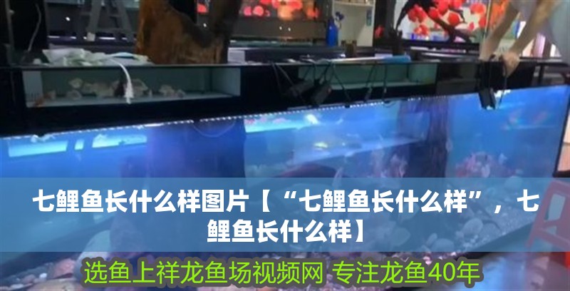 七鯉魚長什么樣圖片【“七鯉魚長什么樣”，七鯉魚長什么樣】