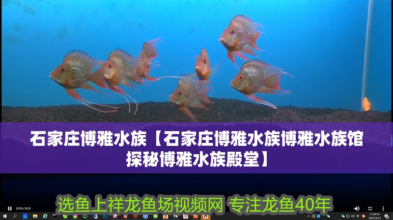 石家莊博雅水族【石家莊博雅水族博雅水族館探秘博雅水族殿堂】
