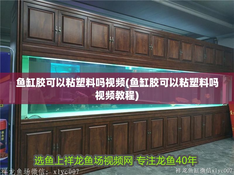魚缸膠可以粘塑料嗎視頻(魚缸膠可以粘塑料嗎視頻教程)