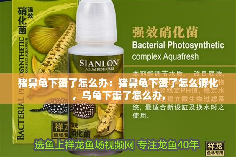 豬鼻龜下蛋了怎么辦：豬鼻龜下蛋了怎么孵化，烏龜下蛋了怎么辦,