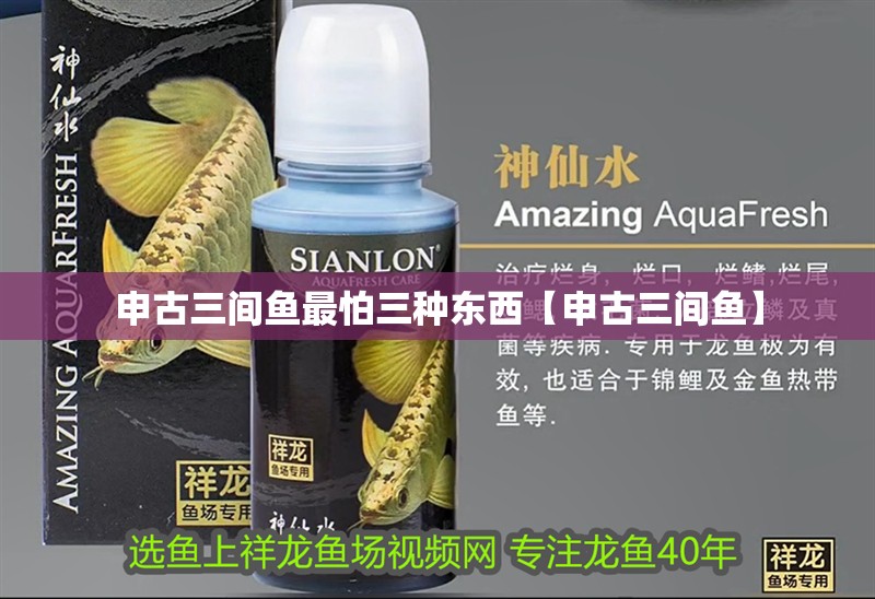 申古三間魚最怕三種東西【申古三間魚】 申古三間魚最怕三種東西【申古三間魚】 龍魚論壇