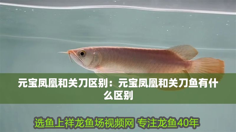 元寶鳳凰和關(guān)刀區(qū)別：元寶鳳凰和關(guān)刀魚有什么區(qū)別
