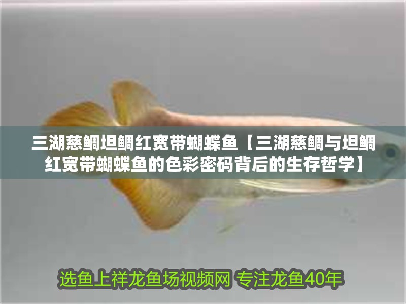 三湖慈鯛坦鯛紅寬帶蝴蝶魚【三湖慈鯛與坦鯛紅寬帶蝴蝶魚的色彩密碼背后的生存哲學】 三湖慈鯛坦鯛紅寬帶蝴蝶魚【三湖慈鯛與坦鯛紅寬帶蝴蝶魚的色彩密碼背后的生存哲學】 龍魚論壇