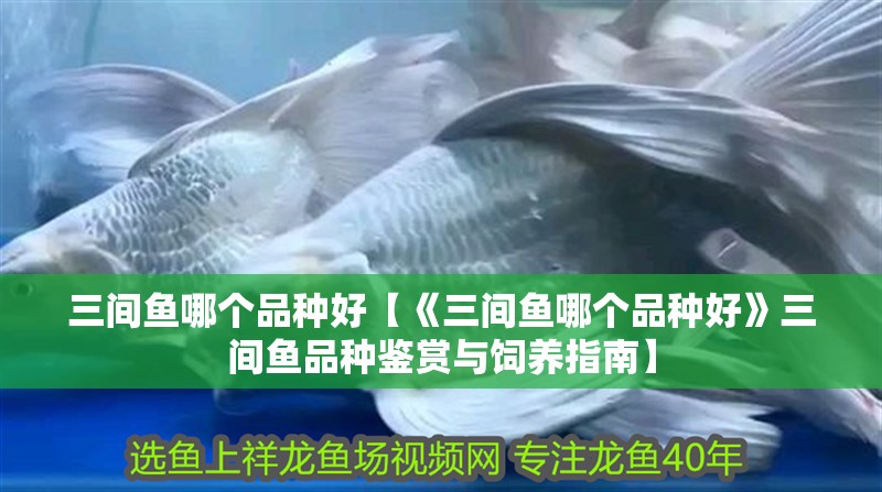 三間魚哪個品種好【《三間魚哪個品種好》三間魚品種鑒賞與飼養指南】