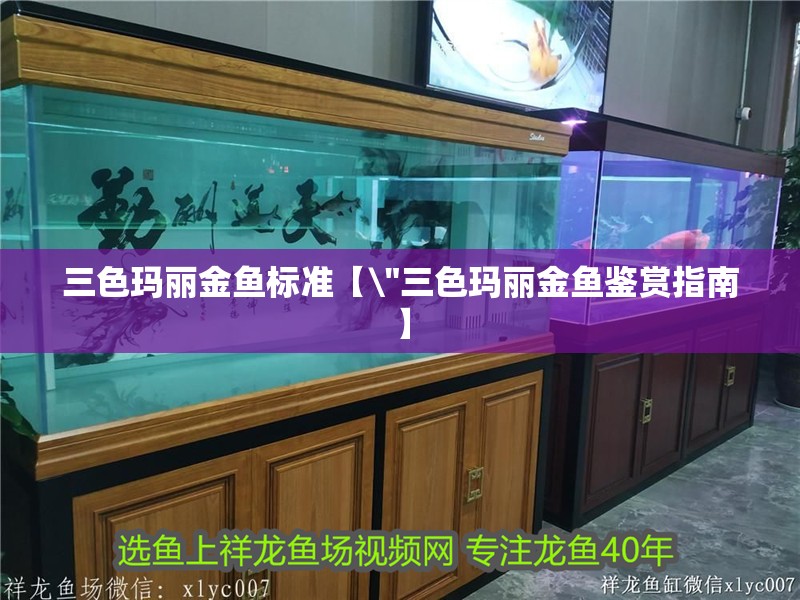 三色瑪麗金魚標準【\