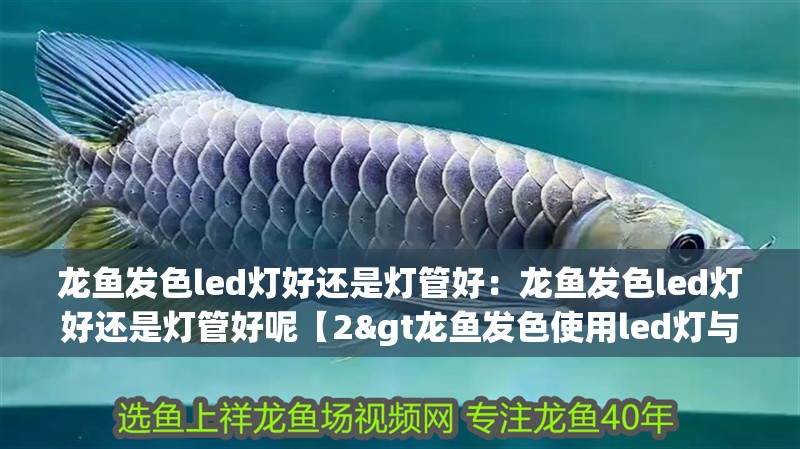 龍魚發色led燈好還是燈管好：龍魚發色led燈好還是燈管好呢【2&gt龍魚發色使用led燈與燈管分區控制】