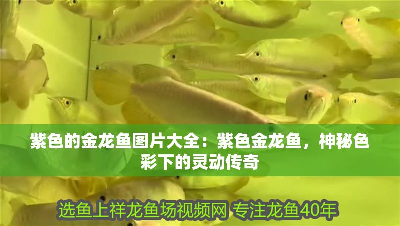 紫色的金龍魚圖片大全：紫色金龍魚，神秘色彩下的靈動傳奇