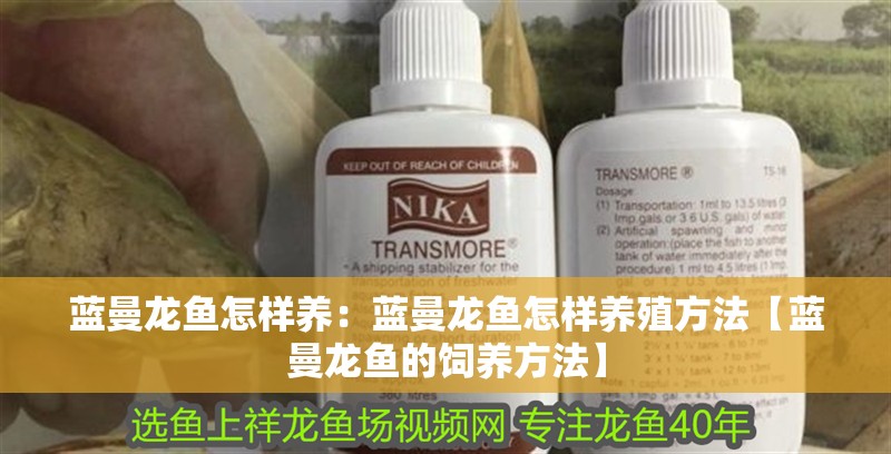 藍曼龍魚怎樣養：藍曼龍魚怎樣養殖方法【藍曼龍魚的飼養方法】