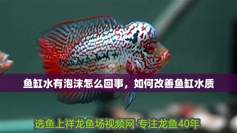 魚缸水有泡沫怎么回事，如何改善魚缸水質