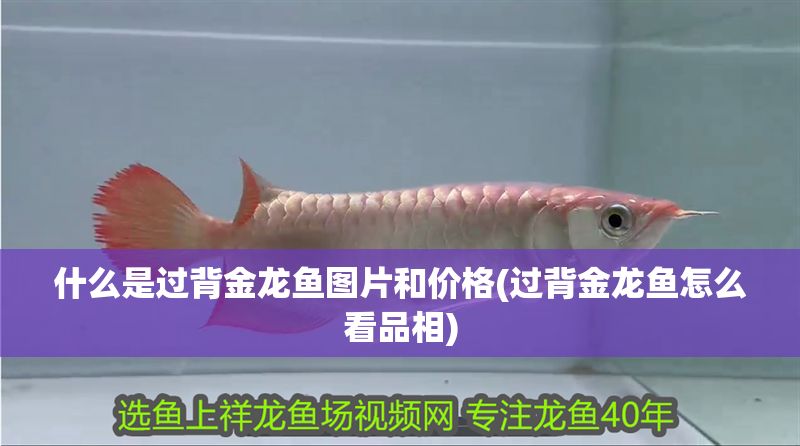 什么是過背金龍魚圖片和價格(過背金龍魚怎么看品相)