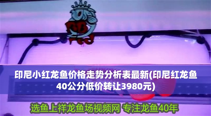 印尼小紅龍魚價格走勢分析表最新(印尼紅龍魚40公分低價轉讓3980元)