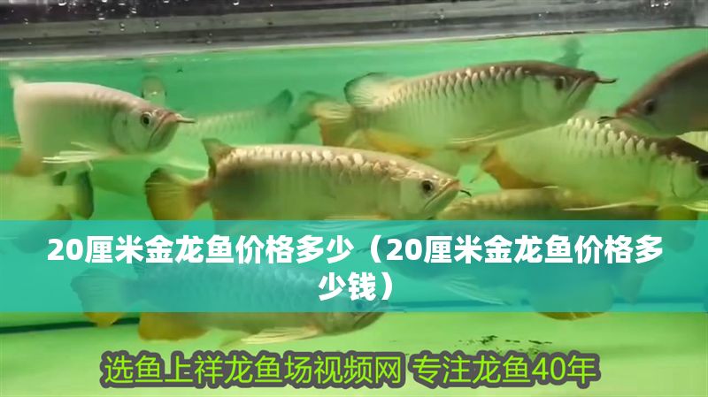 20厘米金龍魚價(jià)格多少（20厘米金龍魚價(jià)格多少錢） 20厘米金龍魚價(jià)格多少（20厘米金龍魚價(jià)格多少錢） 元寶鳳凰魚百科 第1張