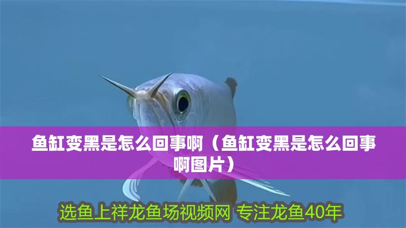 魚缸變黑是怎么回事啊（魚缸變黑是怎么回事啊圖片） 魚缸變黑是怎么回事啊（魚缸變黑是怎么回事啊圖片） 黃金貓魚百科 第1張