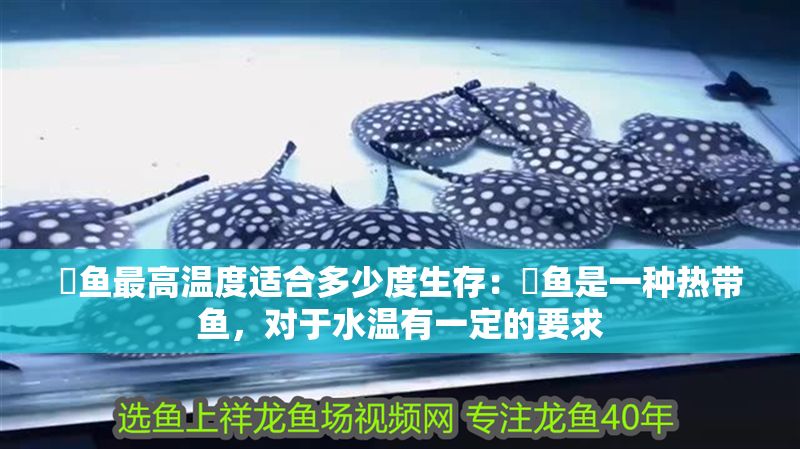 魟魚最高溫度適合多少度生存：魟魚是一種熱帶魚，對于水溫有一定的要求