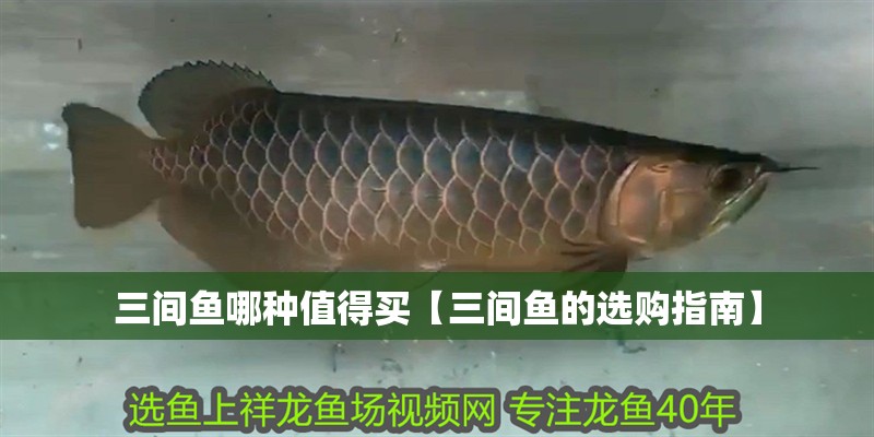 三間魚哪種值得買【三間魚的選購指南】