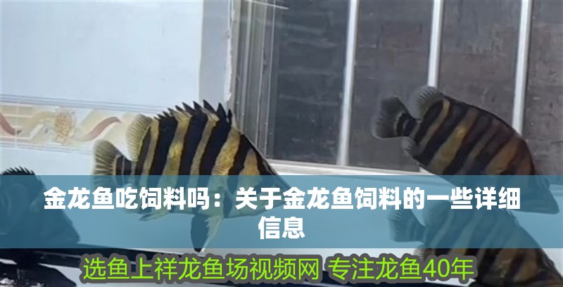金龍魚吃飼料嗎：關于金龍魚飼料的一些詳細信息