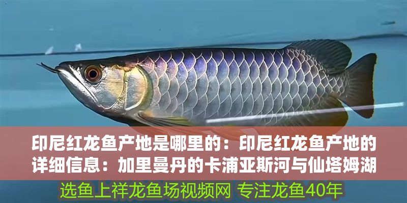 印尼紅龍魚產地是哪里的：印尼紅龍魚產地的詳細信息：加里曼丹的卡浦亞斯河與仙塔姆湖