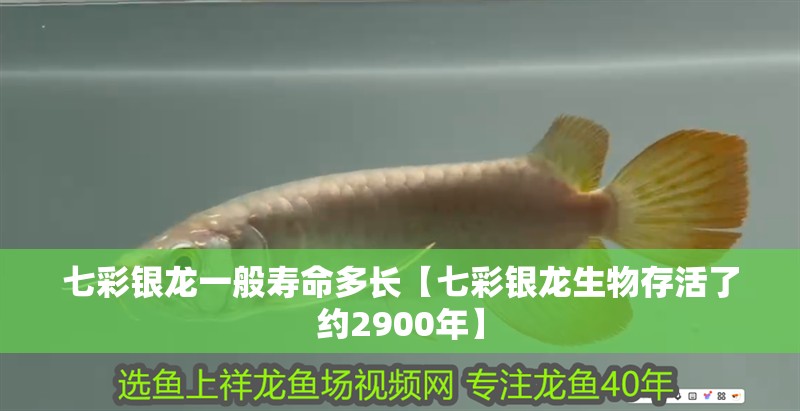 七彩銀龍一般壽命多長【七彩銀龍生物存活了約2900年】 七彩銀龍一般壽命多長【七彩銀龍生物存活了約2900年】 龍魚論壇