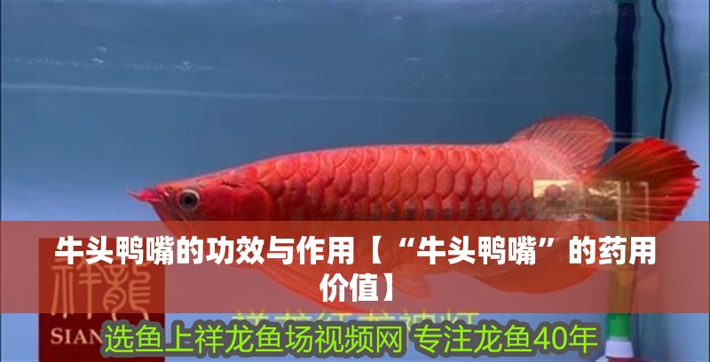 牛頭鴨嘴的功效與作用【“牛頭鴨嘴”的藥用價值】