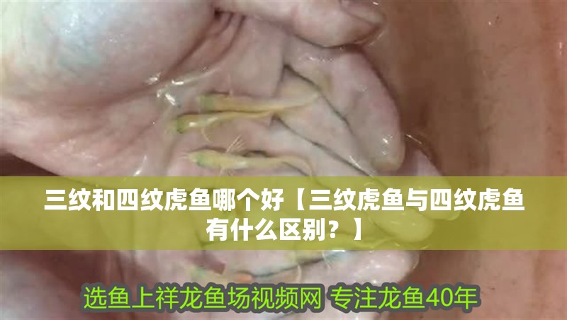 三紋和四紋虎魚哪個好【三紋虎魚與四紋虎魚有什么區(qū)別？】
