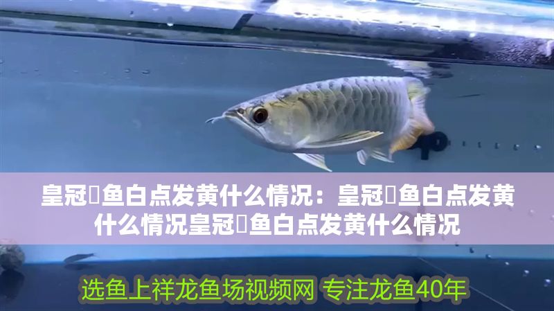 皇冠魟魚白點發黃什么情況：皇冠魟魚白點發黃什么情況皇冠魟魚白點發黃什么情況 皇冠魟魚白點發黃什么情況：皇冠魟魚白點發黃什么情況皇冠魟魚白點發黃什么情況 魟魚百科 第2張