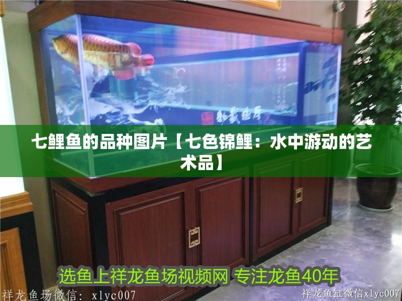 七鯉魚的品種圖片【七色錦鯉：水中游動的藝術品】