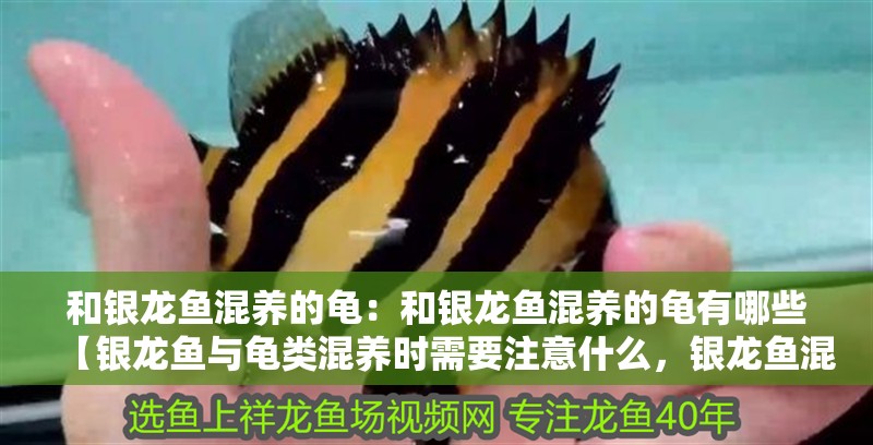 和銀龍魚混養的龜:和銀龍魚混養的龜有哪些【銀龍魚與龜類混養時需要注意什么,銀龍魚混養需注意什么】 水族問答 和銀龍魚混養的龜:和銀龍魚混養的龜有哪些【銀龍魚與龜類混養時需要注意什么,銀龍魚混養需注意什么】 和銀龍魚混養的龜:和銀龍魚混養的龜有哪些【銀龍魚與龜類混養時需要注意什么,銀龍魚混養需注意什么】 水族問答