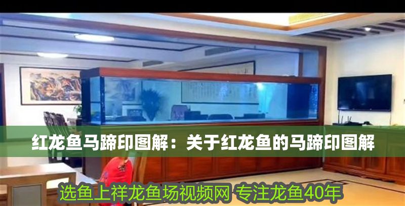 紅龍魚馬蹄印圖解：關于紅龍魚的馬蹄印圖解
