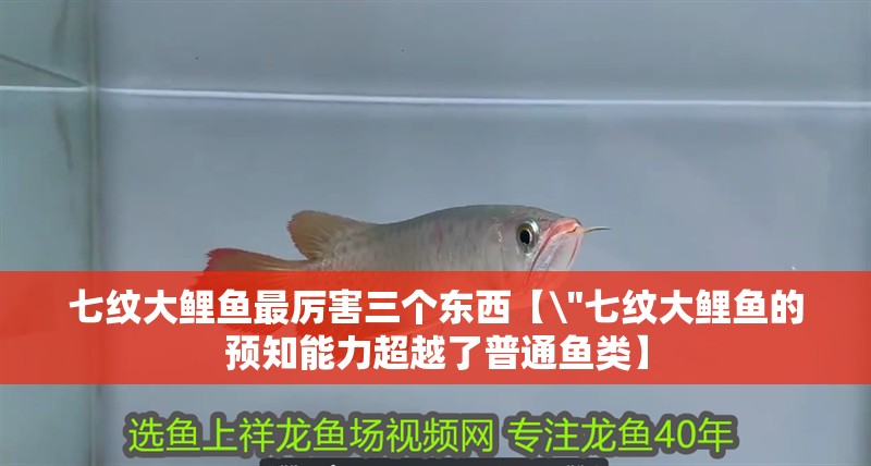 七紋大鯉魚最厲害三個東西【\
