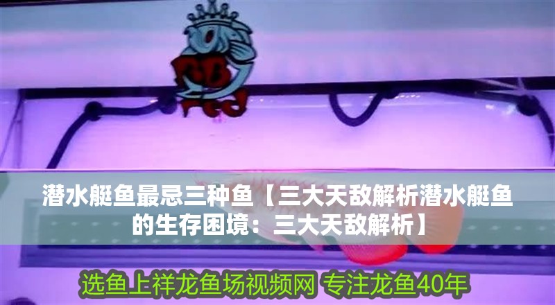 潛水艇魚最忌三種魚【三大天敵解析潛水艇魚的生存困境:三大天敵解析】 龍魚論壇 潛水艇魚最忌三種魚【三大天敵解析潛水艇魚的生存困境:三大天敵解析】 潛水艇魚最忌三種魚【三大天敵解析潛水艇魚的生存困境:三大天敵解析】 龍魚論壇