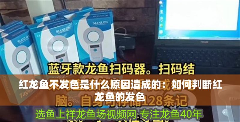 紅龍魚不發色是什么原因造成的：如何判斷紅龍魚的發色