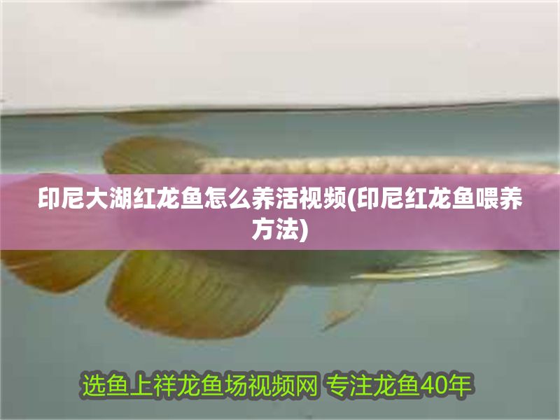 印尼大湖紅龍魚怎么養活視頻(印尼紅龍魚喂養方法) 印尼大湖紅龍魚怎么養活視頻(印尼紅龍魚喂養方法) 大湖紅龍魚百科 第1張