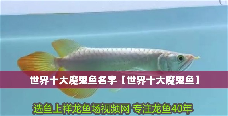 世界十大魔鬼魚名字【世界十大魔鬼魚】