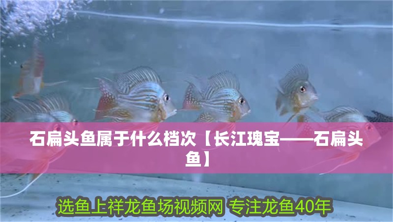 石扁頭魚屬于什么檔次【長江瑰寶——石扁頭魚】
