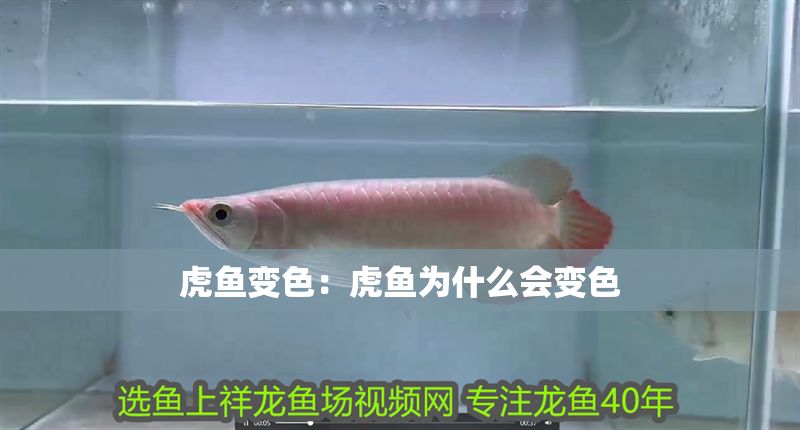 虎魚變色：虎魚為什么會變色