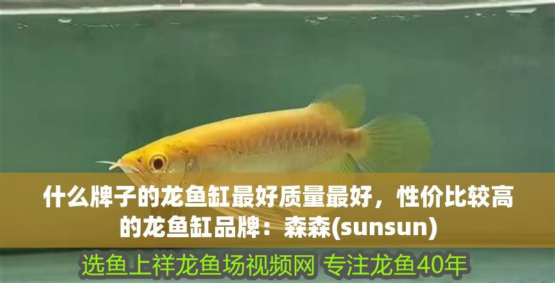 什么牌子的龍魚缸最好質量最好，性價比較高的龍魚缸品牌：森森(sunsun)