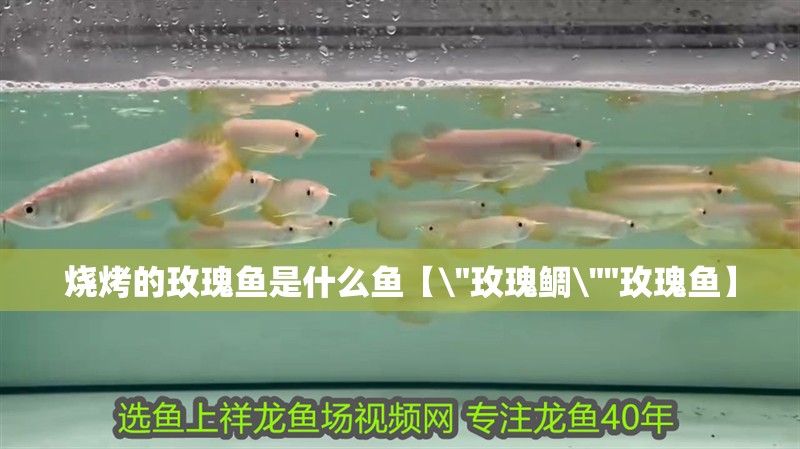 燒烤的玫瑰魚是什么魚【\