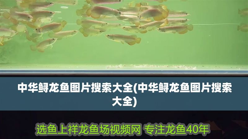 中華鱘龍魚圖片搜索大全(中華鱘龍魚圖片搜索大全) 中華鱘龍魚圖片搜索大全(中華鱘龍魚圖片搜索大全) 錦鯉魚百科 第1張