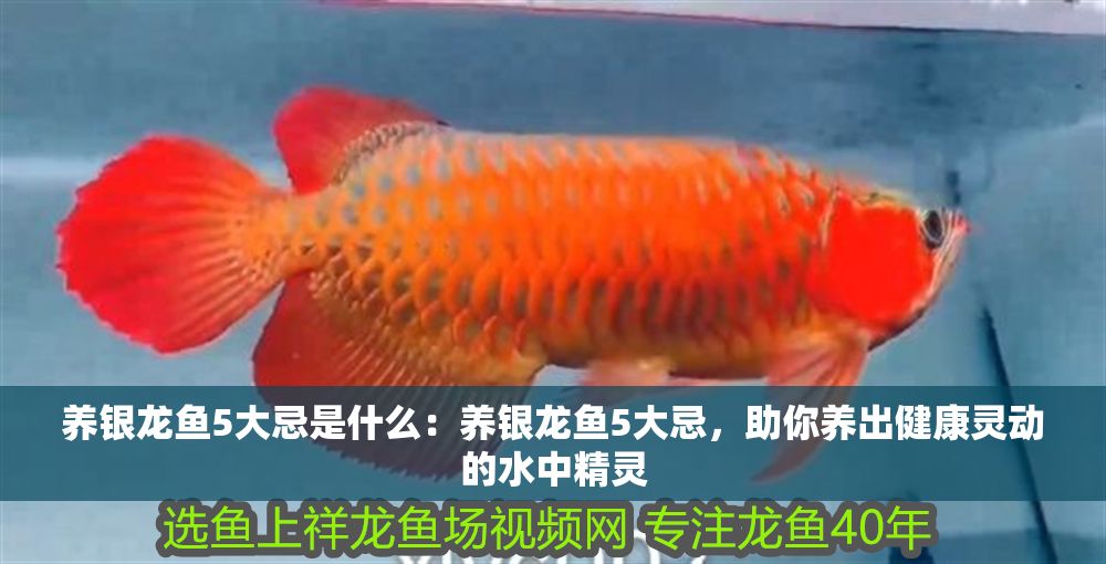 養(yǎng)銀龍魚5大忌是什么：養(yǎng)銀龍魚5大忌，助你養(yǎng)出健康靈動的水中精靈