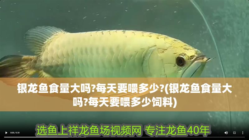 銀龍魚食量大嗎?每天要喂多少?(銀龍魚食量大嗎?每天要喂多少飼料)