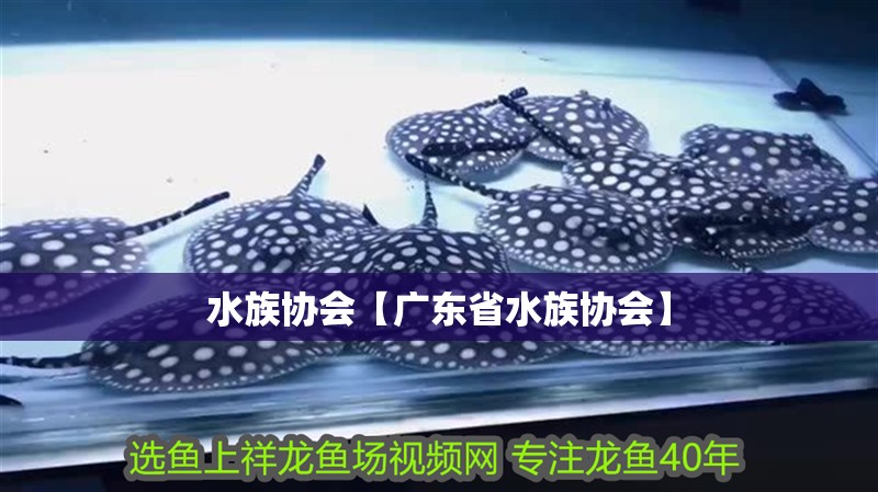 水族協(xié)會(huì)【廣東省水族協(xié)會(huì)】