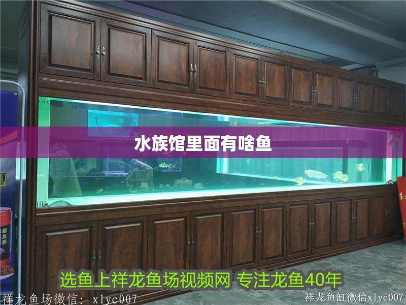 水族館里面有啥魚